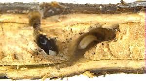 uploads/images/pest/coffee shoot borer.jpg